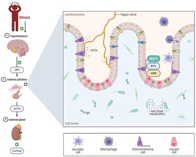 Exploring the complex interplay: gut microbiome, stress, and leptospirosis